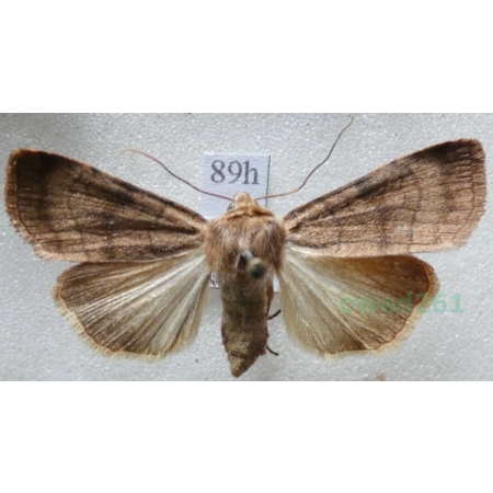 Xestia sexstrigata (Haworth, 1809) Rolnica sześciokreska Czech89h